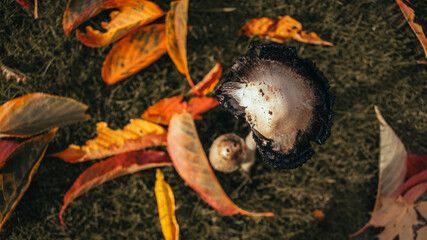 Shaggy ink cap coprinopsis atramentaria view from the top, fungi surrounded by fallen leafes, moody autumnal picture showing two mushrooms together in warm colors.