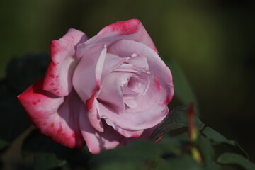 pink rose in the garden