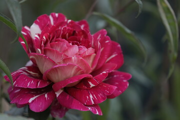 pink and white flower