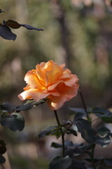 orange flower in the water