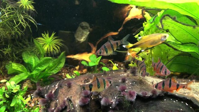F&uuml;nfg&uuml;rtelbarben, Barbus pentazona im Aquarium