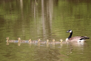 canadian goose with babies