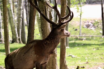 large red deer looking backward around tree