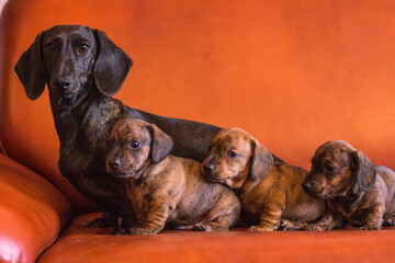 Dachshund dog family on orange couch