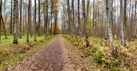 Yellow leaves lie on a green grass, Panorama of first days of autumn in a park, blue sky, Buds of trees, Trunks of birches, sunny day, path in the woods