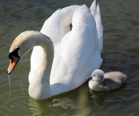 white swan with her baby