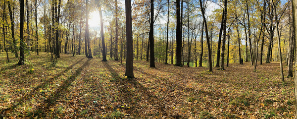 Yellow leaves lie on a green grass, Panorama of first days of autumn in a park, blue sky, Buds of trees, Trunks of birches, sunny day, path in the woods