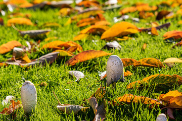 Single shaggy ink cap mushroom, coprinopsis atramentaria fungi surrounded by fallen leafes, moody autumnal picture small mushroom in warm colors of sunny day. Selective focus, shallow depth of field