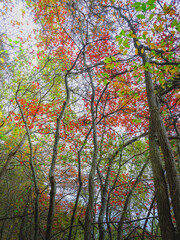 Tall autumn landscape with maple trees with colorful leaves in October on Cape Cod