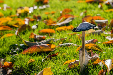 Pair of shaggy ink cap mushrooms coprinopsis atramentaria view from the side, mushroom surrounded by fallen leafes, moody autumnal picture of two muchrooms together in warm colors of sunny day.