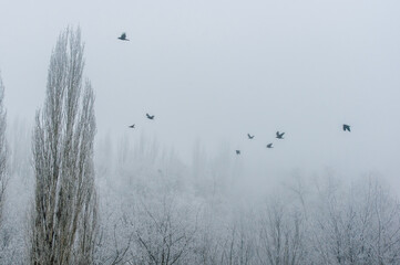 Winter landscape - snow storm, snow covered trees and black birds
