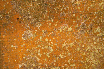 The bark of a tree lit by sunlight. Nature background