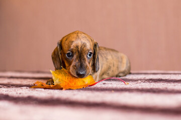 Sad dachshund puppy chewing on a autumn leaf