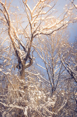 Fototapeta premium Winter landscape - snow and icicles on tree branches sparkle in the rays of the bright sun