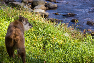 川岸に佇む日本カモシカ