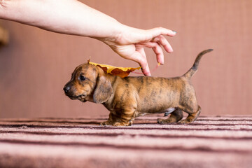 Autumn brindle dachshund puppy with female hand