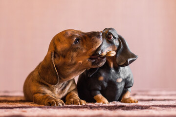 Brindle dachshund puppy catches doxie figurine by its nose