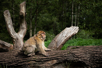 Barbary Macaque Monkey Sitting on Tree Trunk Log