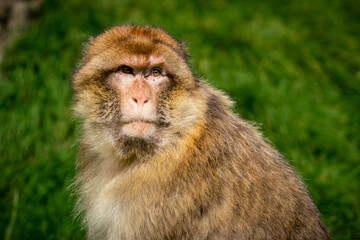 Barbary Macaque Monkey Sitting in Golden Sunlight. Closeup Image of Face
