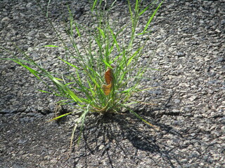 Bloom where you are planted