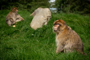 Two Barbary Macaque Monkeys Sitting
