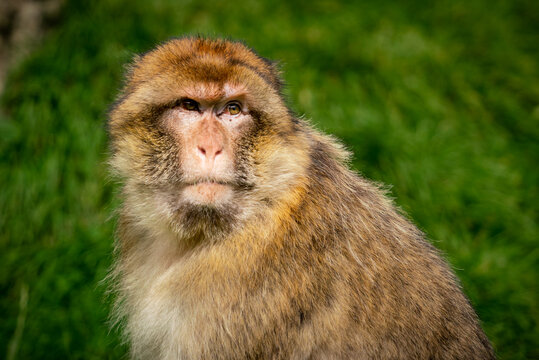 Barbary Macaque Monkey Sitting in Golden Sunlight. Closeup Image of Face - Powered by Adobe