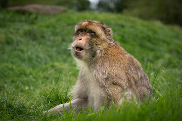 Naklejka na ściany i meble Side View of Barbary Macaque Monkey Sitting