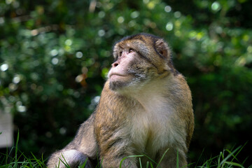 Barbary Macaque Monkey Sitting Dark Bokeh Background