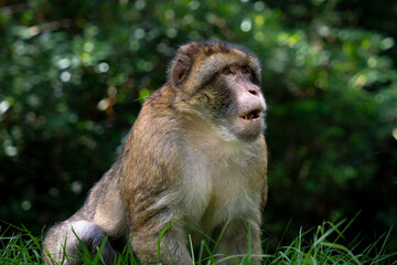 Barbary Macaque Monkey Sitting Dark Bokeh Background