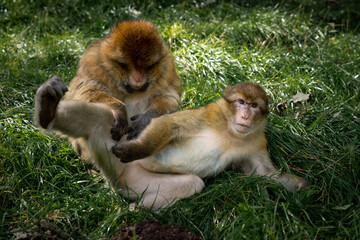 Mother Barbary Macaque Monkey Grooms Daughter Relaxed