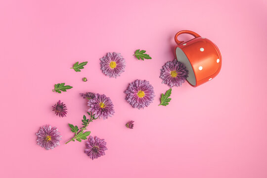 Creative layout made of coffee or tea red with dots cup with pink chrysanthemums on pink background, flat lay