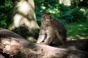 Naklejka na ściany i meble Barbary Macaque Monkey Sitting on Tree Trunk Log