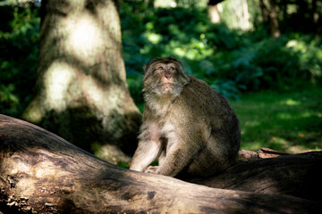 Barbary Macaque Monkey Sitting on Tree Trunk Log