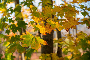 Close up of a Autumn colorfully trees in a forest background