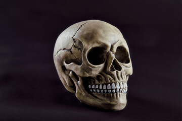 human skull on dark background for halloween close up