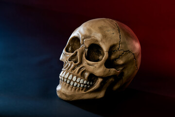 human skull on dark background for halloween close up