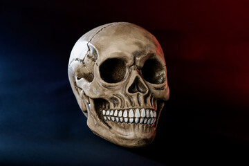 human skull on dark background for halloween close up