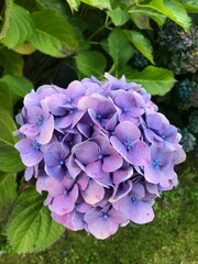 blue hydrangea flower