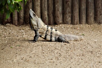 island land iguana in yoga pose