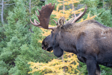 Bull Moose in the Cape Breton Highlands National Park, Nova Scotia..