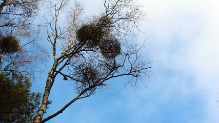Birch tree in the autumn forest against the blue sky. European mistletoe, a parzitic plant attached to the birch host. Autumn forest. 
