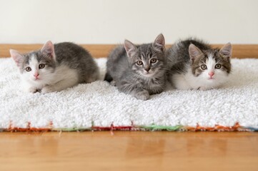 Three cute kittens sitting at home on a white mat. Cats look at the camera carefully and with...