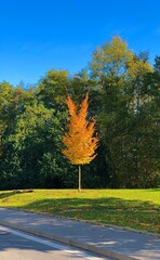 First autumn coloured tree.