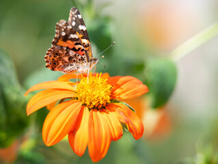 butterfly on flower