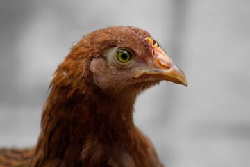 Gallina al acecho