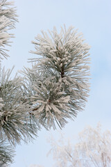 Frozen pine branch on the sky background.
