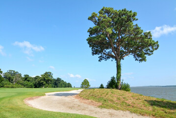 Tree on Golf Course and River