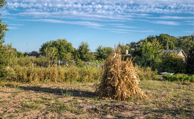Sunny fresh spring countryside. Garden and clouds	