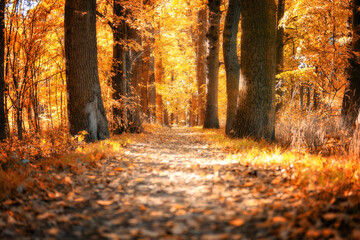 Baum Allee in strahlend herbstliche Farben