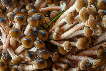 Cespo di funghi pioppini ambientati